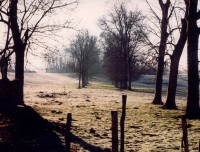 alignement d'arbres dans l'axe du projet